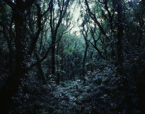 박형근, Forbidden forest-8, 2011, C-print, 150x190cm