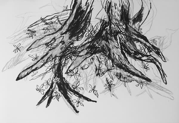 허윤희, 나무 2, 2013, Charcoal on paper, 77.5x111.5cm