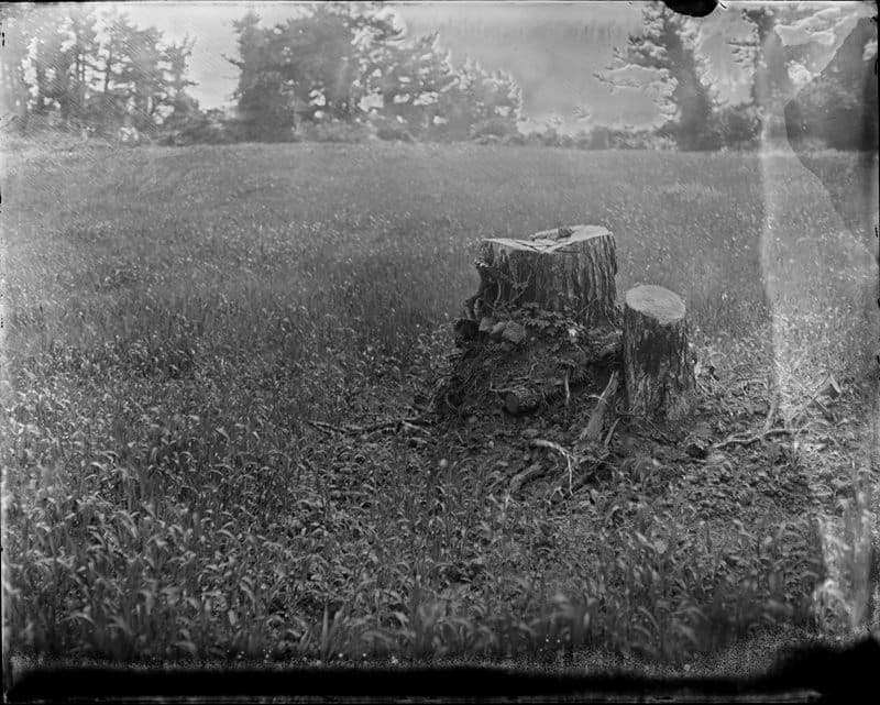 Tree 0314, wet collodion negative to Inkjet print, 180x150cm, 2014