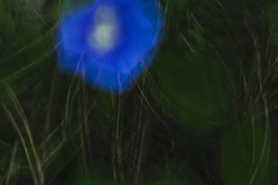 천명주. 50*60cm. Digital pigment printing. 2013