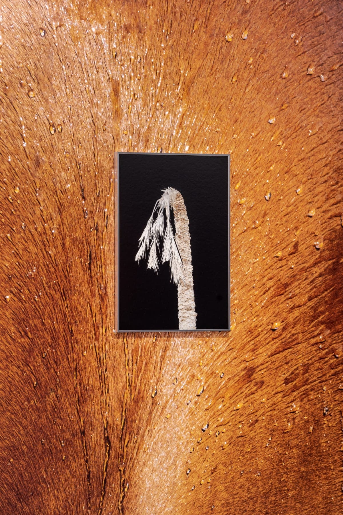 Farah Al Qasimi, Bahia Palm Tree, 2019, Archival Inkjet Print, 63.50 x 45.72 cm