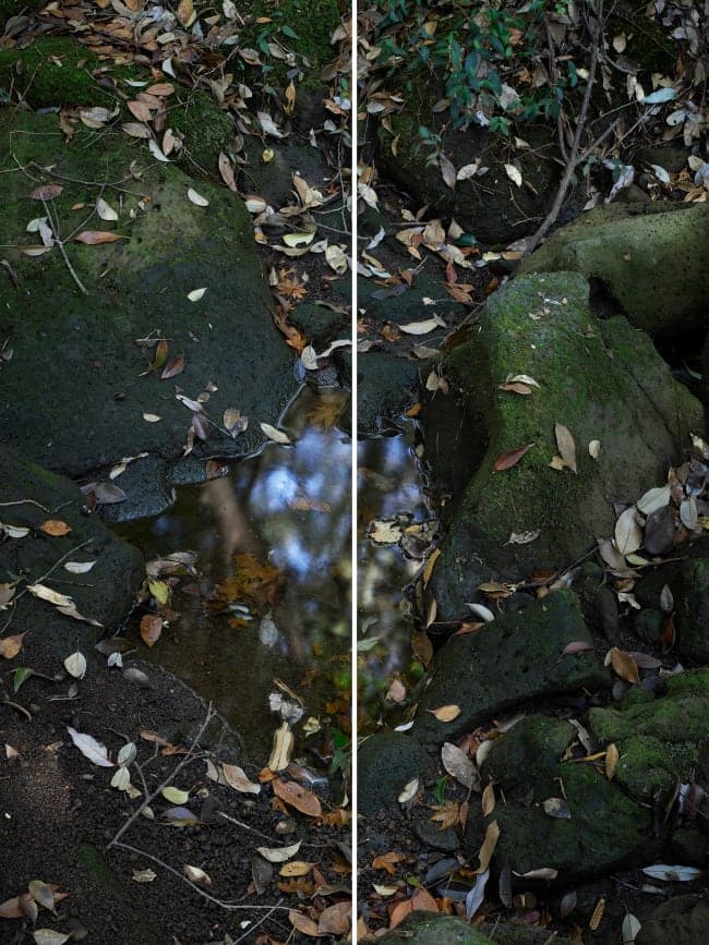 Heeseung Chung Untitled from the series Wilder, 2025 archival pigment print on Diabond in custom aluminum frame 220 x 165 cm overall