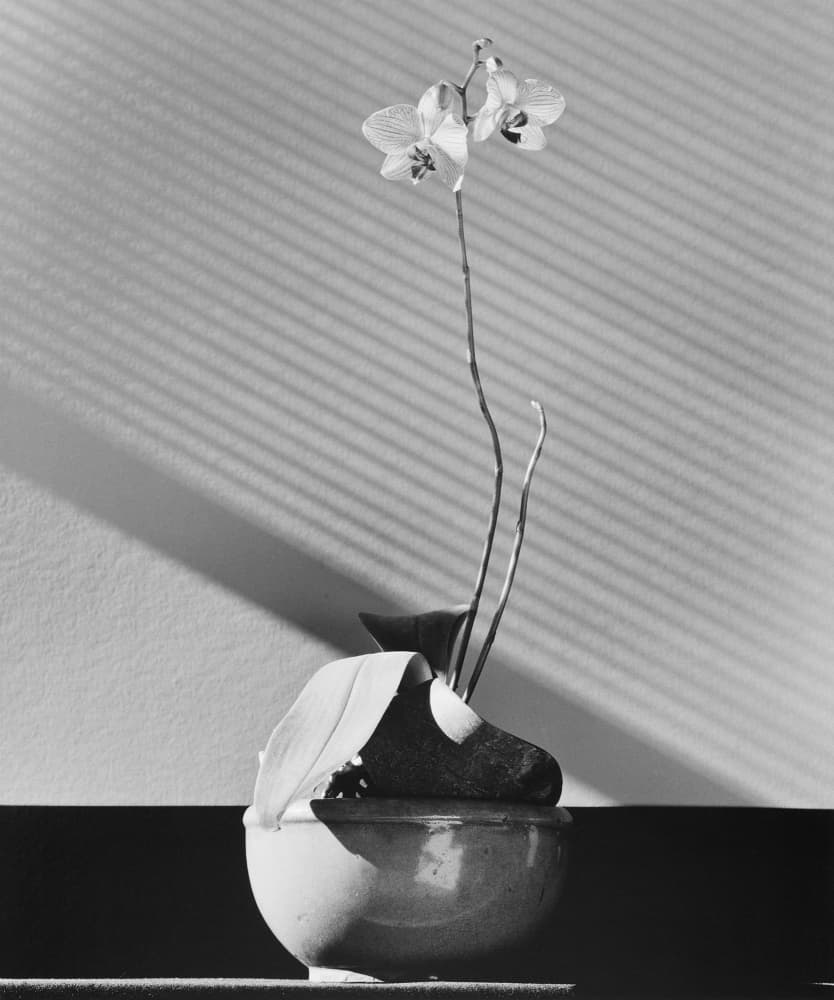 Robert Mapplethorpe: The Poetics of Form 형태의 시학 1