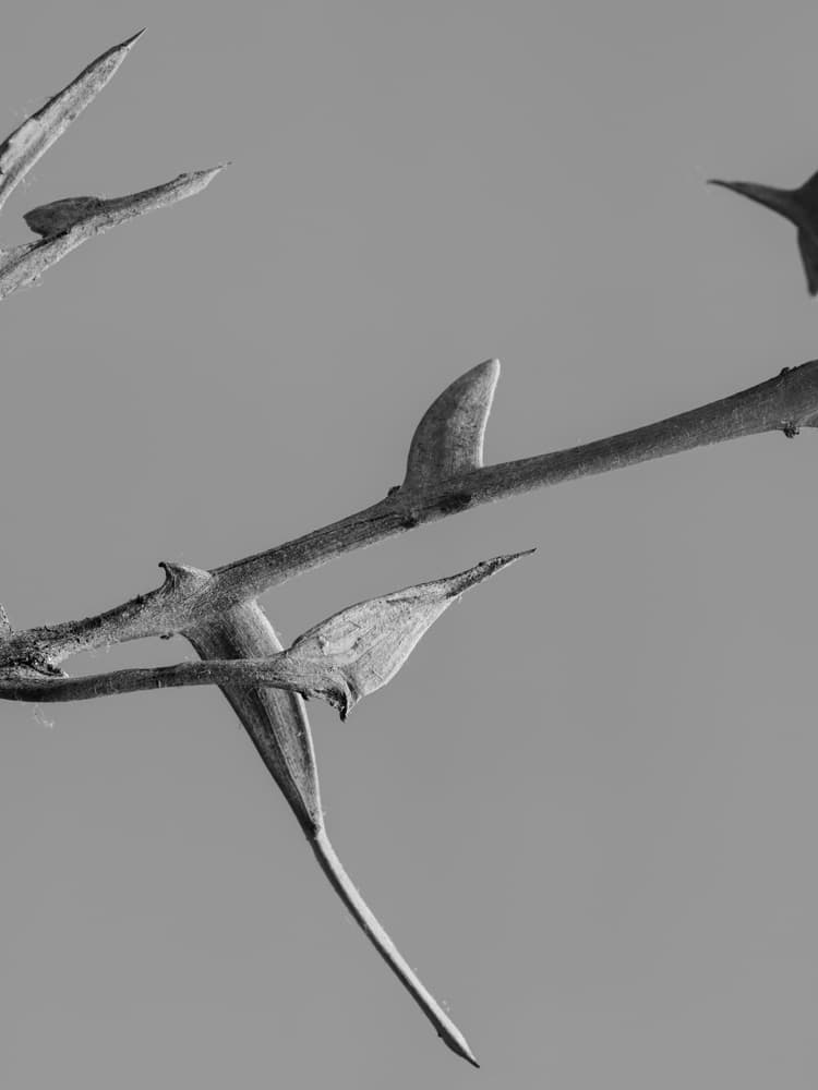 전명은 [누워 있는 조각가의 시간 - 시계초 #3 Le repos incomplet - Passiflora #3] Archival pigment print, wood frame 68×51cm 2017