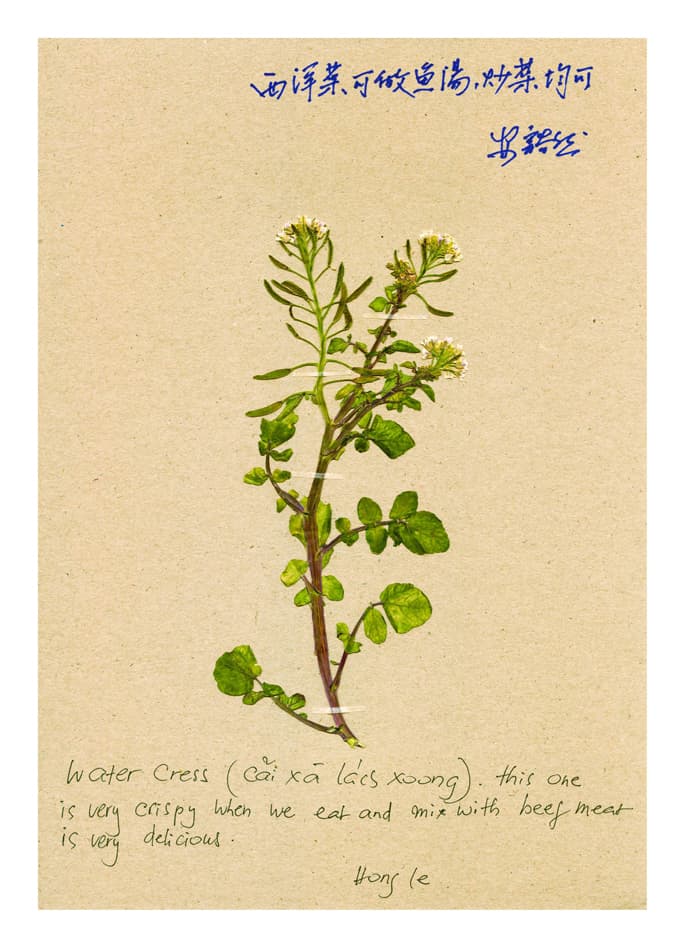 쉬수전&루졘밍 Hsu Su-Chen & Lu Chien Ming_망명하는 씨앗 Seed of Refugee_디지털프린트, 각 110x80cm, 35.8x27cm_2013-2014_가오슝미술관 소장품
