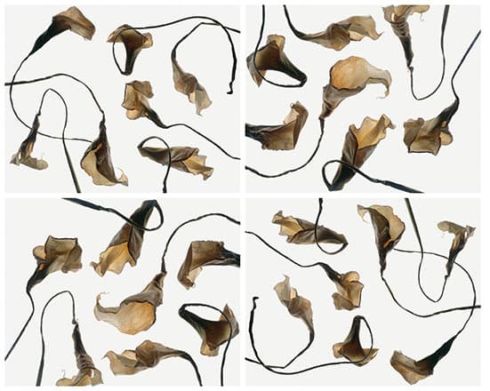 구본창, DF 3,1996, archival pigment print, 각72x90cm