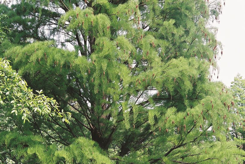 노혜정, <A Cloud Tree in the Spring_03>, pigment print, wood frame, 297x210cm, 2013