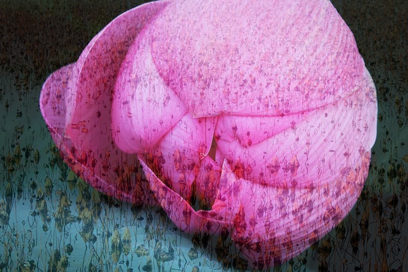 Lotus No.293, Archival Pigment Print, 2018
