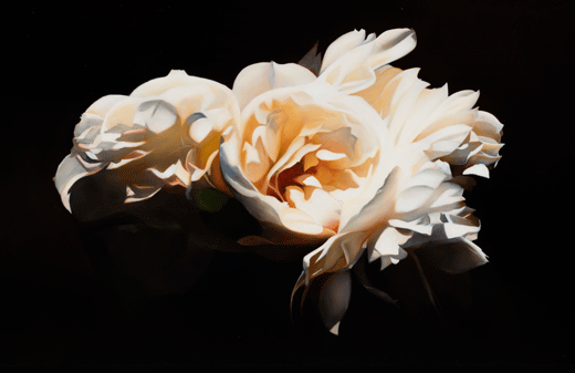 White rose 2016, Oil on Linen, 139x220cm, 2016