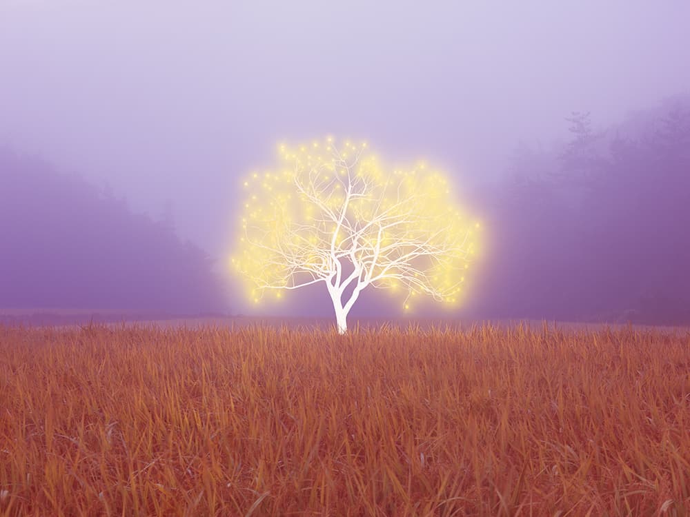 이정록, Tree of Life 1-2-1, C-Type Print, 120x160cm, 2018