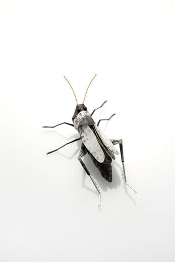 메뚜기 Grasshopper , frog’s skin sterling silver beeds polymer clay oxidized gold plated, 11.5 x 15.5 x 4.8 cm frog’s skin sterling silver , 2016