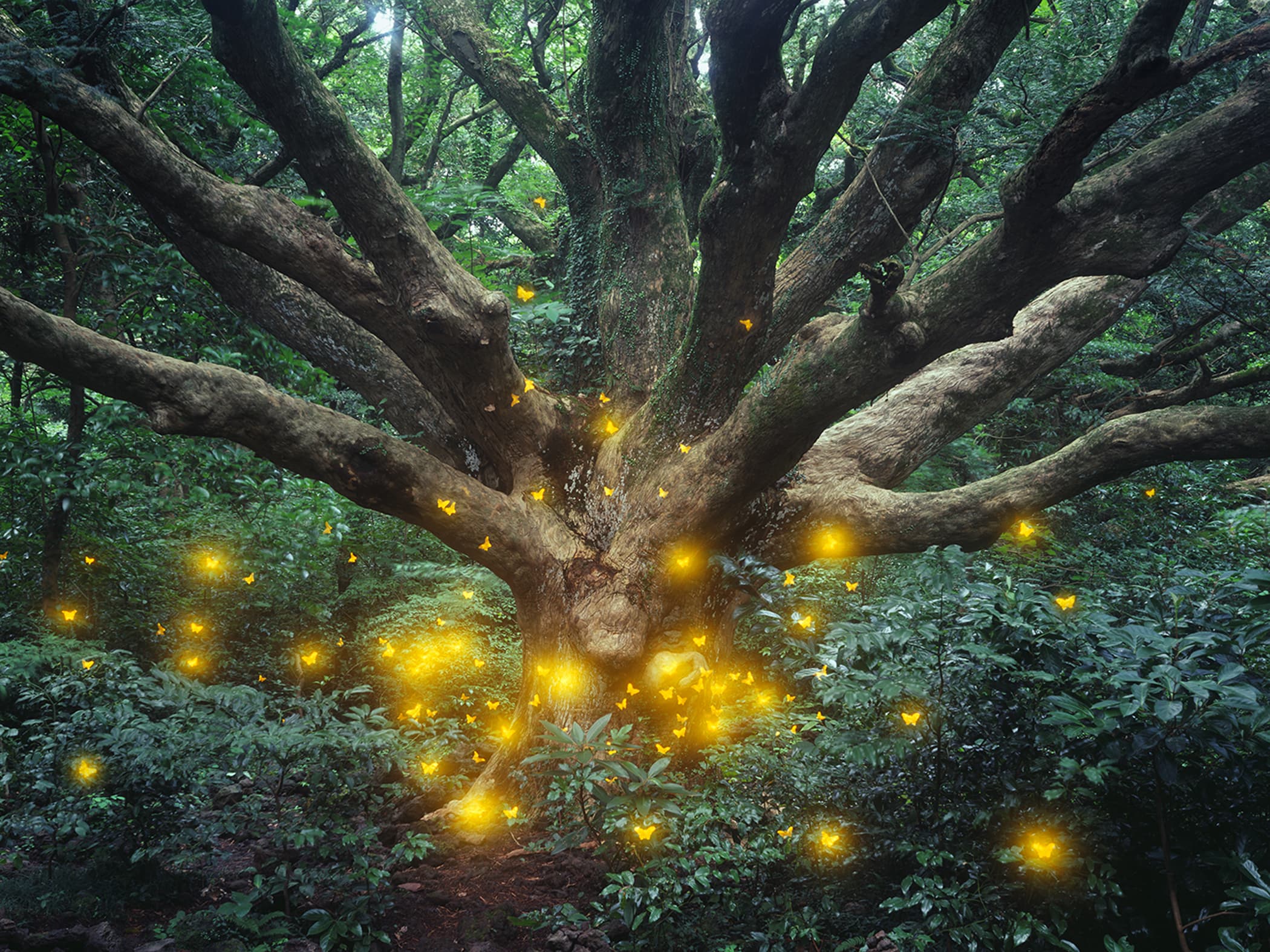 Nabi 46_2015_C-Type Print_120x160cm