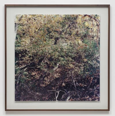 수 킴(Soo Kim) “Clear as winter ice, this is your paradise” 2010년, 오리고 겹친 C-Print 사진 제공 : Otis College of Art and Design