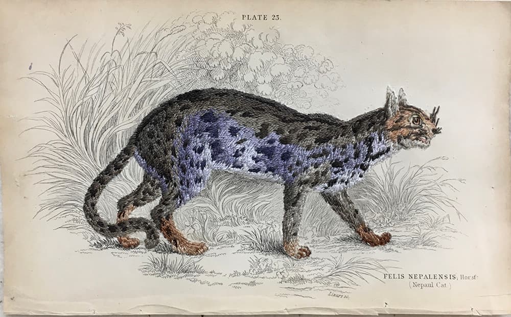 윤가림 <Felis concolor:Nepaul Cat>embroidery on original steel engraving published c.1834 by Jardine, 15x26cm, 2021