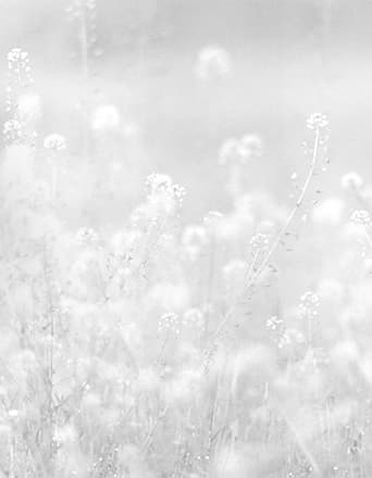 민병헌, flower series, of103, bhm2011, gelatin silver print, 101.5x83.5cm