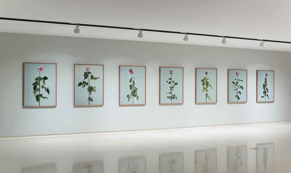 정희승 개인전 : ROSE IS A ROSE IS A ROSE 1