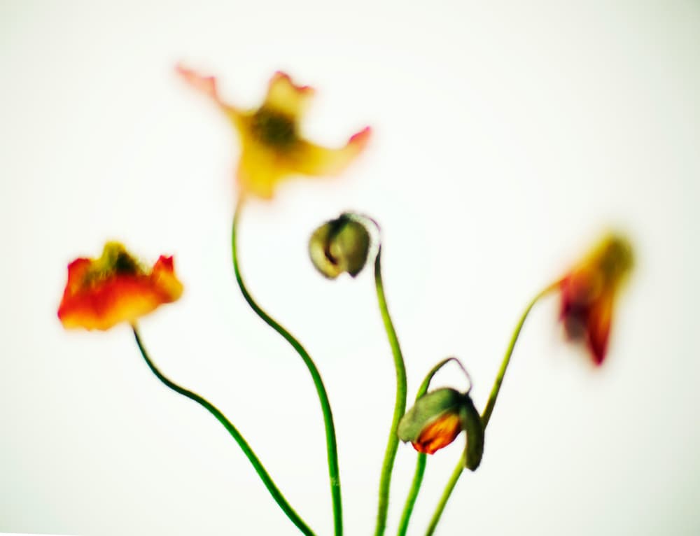 Flower#115, 120x156cm, Pigment ink on fiber based paper, 2022