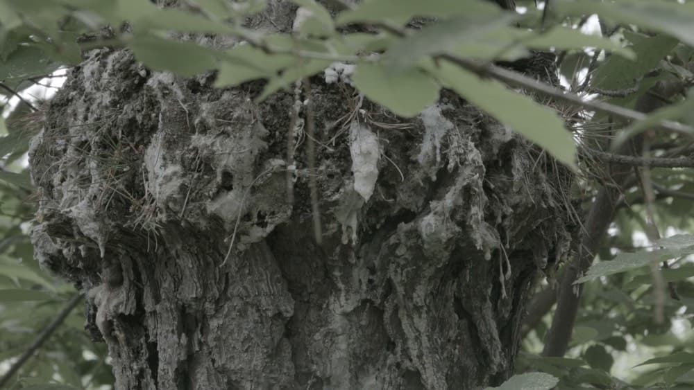 노식의 독백, 2'15'', HD video, 2015