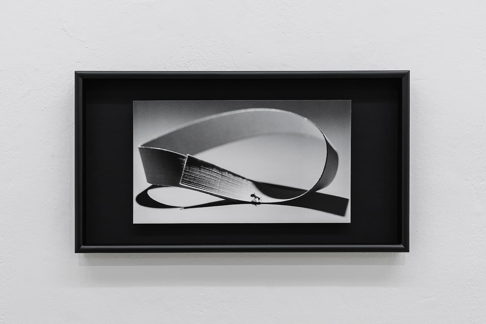 Untitled (Ant on Möbius), 2024, 아카이벌 피그먼트 프린트, 20.25x36cm.