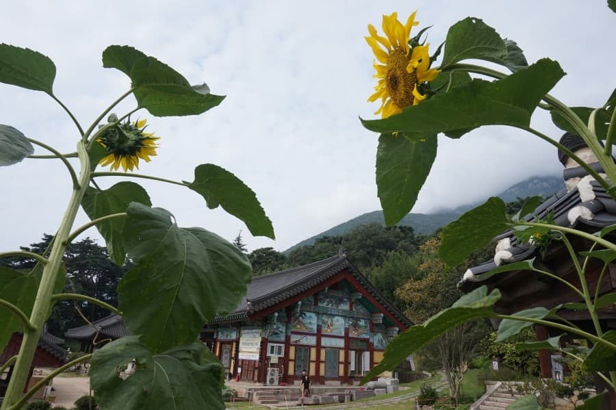 다수리교류전5 나는 사진하며 이렇게 산다 정연수 사진전 : 들숨, 날숨 1
