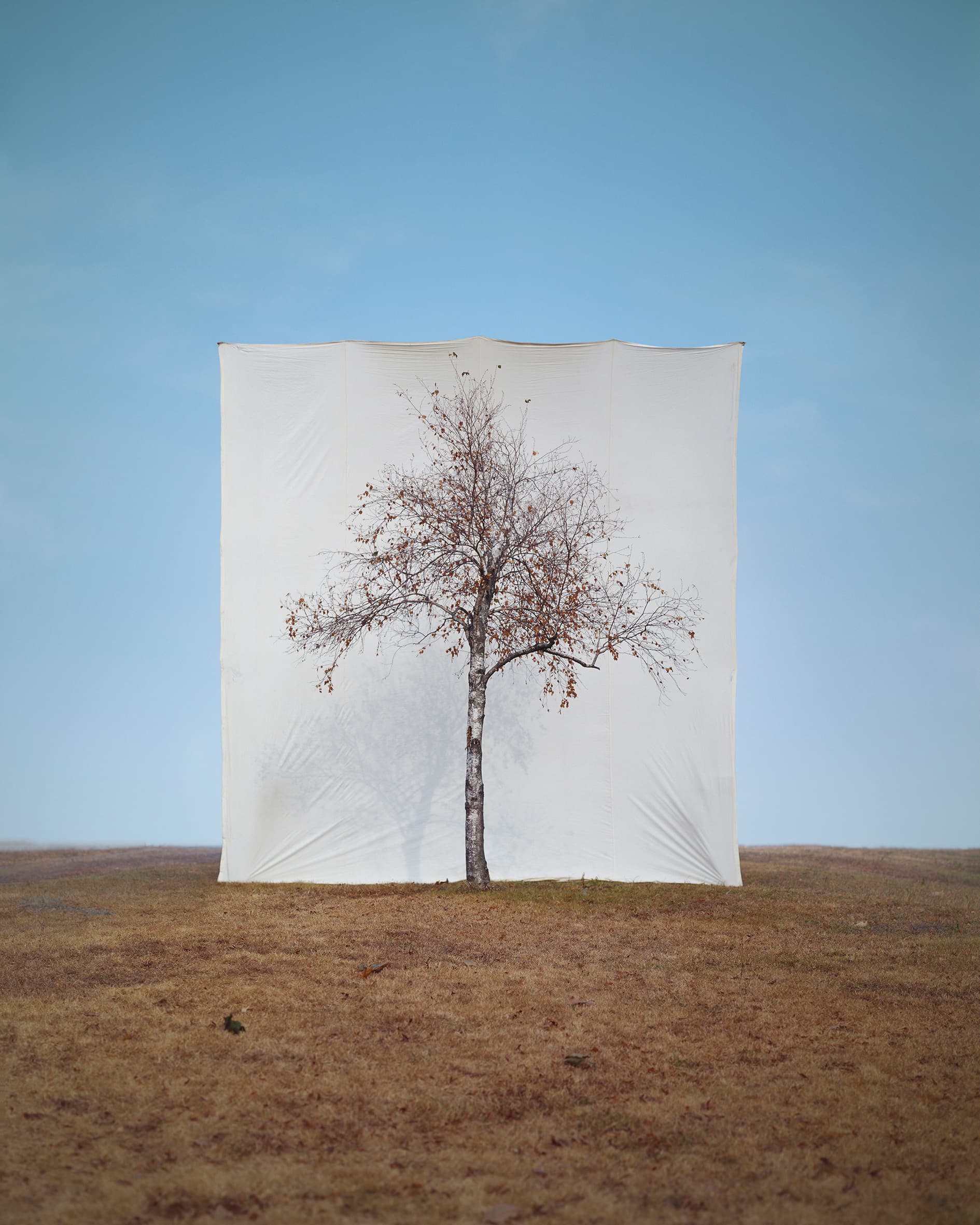 이명호, Tree #1, 155x130cm, Ink on Paper, 2016