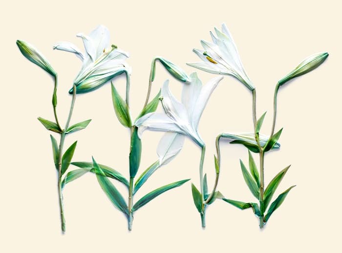 하얀백합, 1624X2240mm, Color Print ,2011