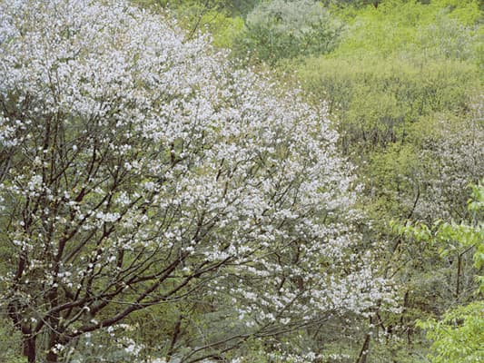 98.6x131.3cm, Inkjet print, 2012