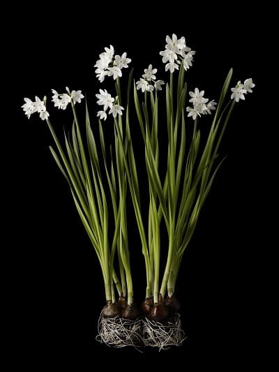 Kevin Dutton, Narcissi 5, 61.44X51.2cm, Chromogenic Lambda print on Fuji Crystal Archive paper (Ed. 4.12), 2014