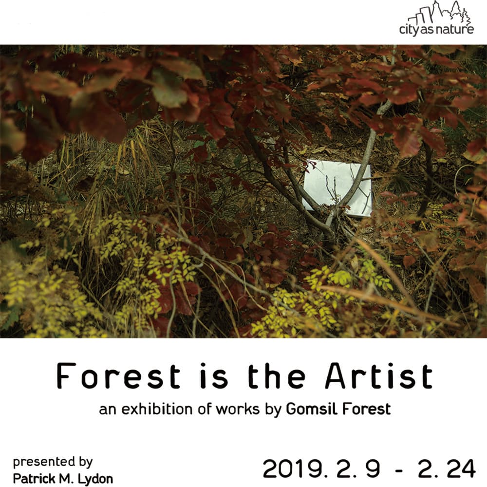 Patrick M. Lydon : Forest is the Artist 1
