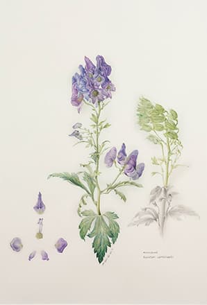 구지연, Aconitum Carmichaeli, 1999, Ink Wash & Watercolor on Paper, 52x36cm