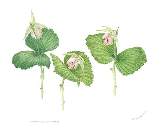 구지연, Cypripedium Japonicum Thunberg, 2007, Watercolor on Paper, 35cm x 41cm