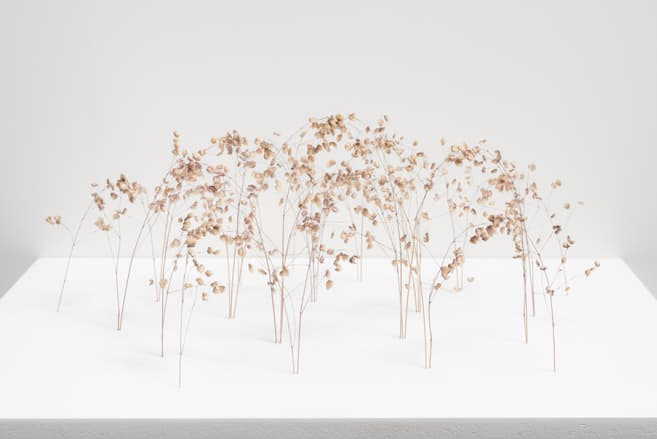 Arch Form (Bogenform),2017, Grass stalk, 12 x 33 x 32 cm