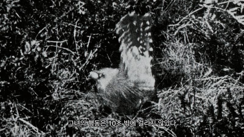 파란알, 2019, 싱글 채널 영상, 15분