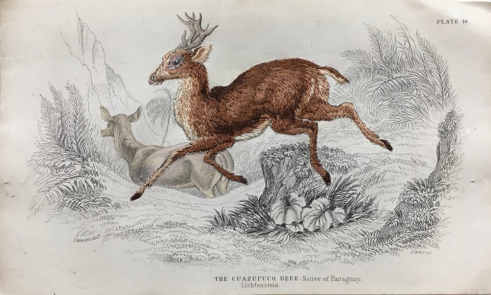윤가림<The cuazupuco deer> embroidery on original copper engraving published c1839 by Jardine, 15x26cm, 2021