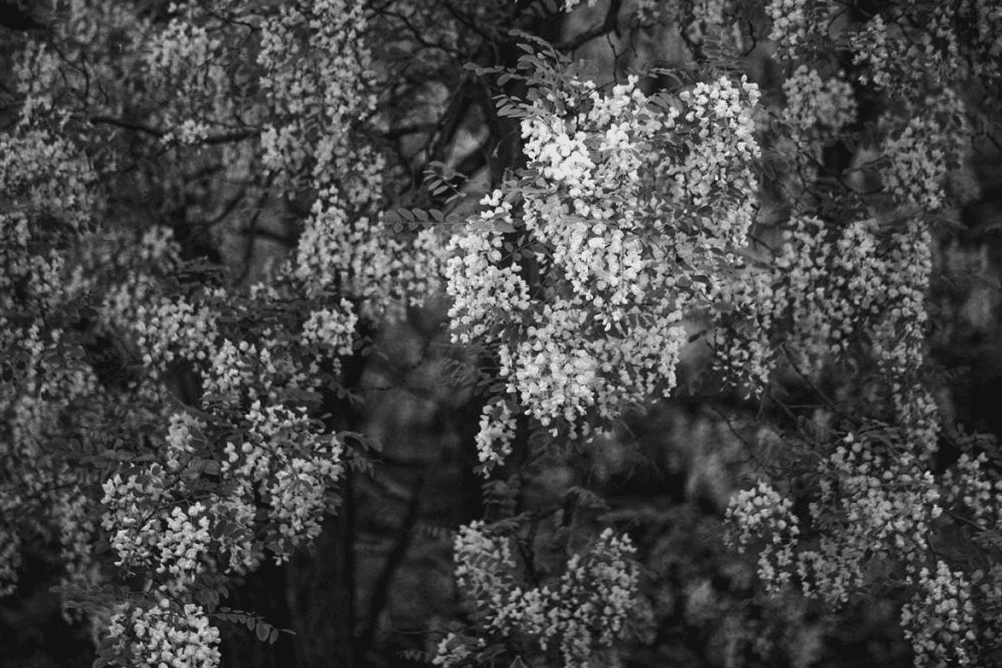 김금순 _ 숲2015-01, Achival Pigment Print, 90X60, 2016