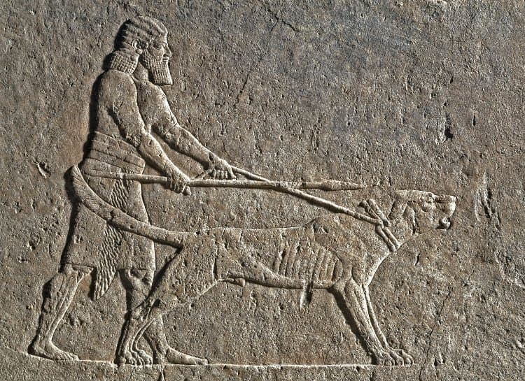 아슈르바니팔 대왕의 사자사냥 ©The British Museum