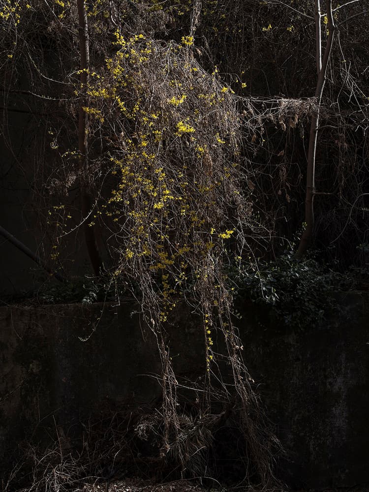<삼월 #2>, 2019, 아카이벌 피그먼트 프린트, 80x60(cm)