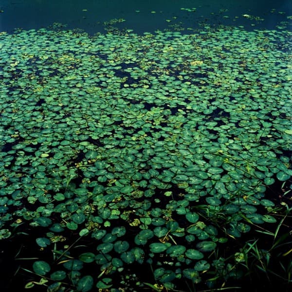 PHOTOGENE OF THE CHROMOGENIC PRINT, 20409, 14.5×14.5cm, CHROMOGENIC PRINT, 2004