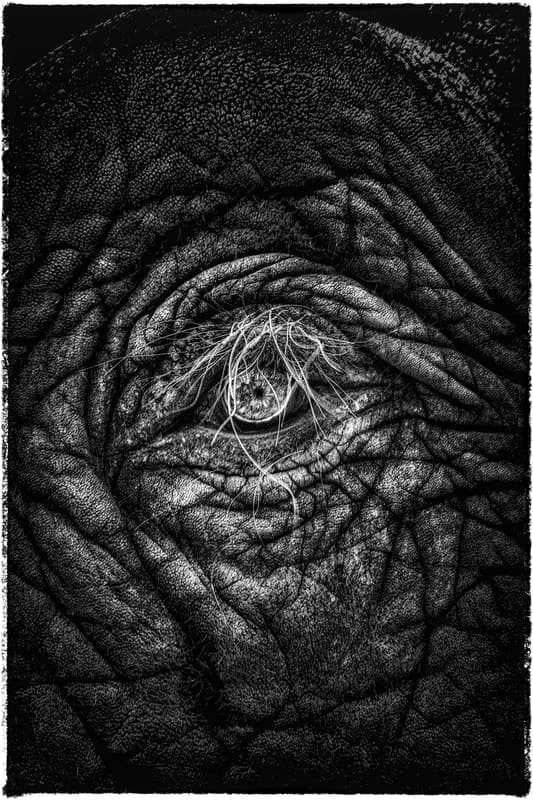 Yasunori Matsui, Eyes,African Elephant, archival pigment print, 81.4x59.4cm, 2010