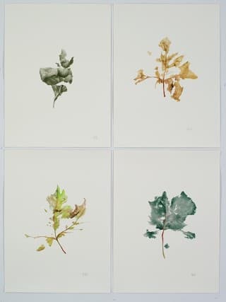 장성아, 연약함-2,3,4, 종이에 색연필, 61x45.5cm, 2016
