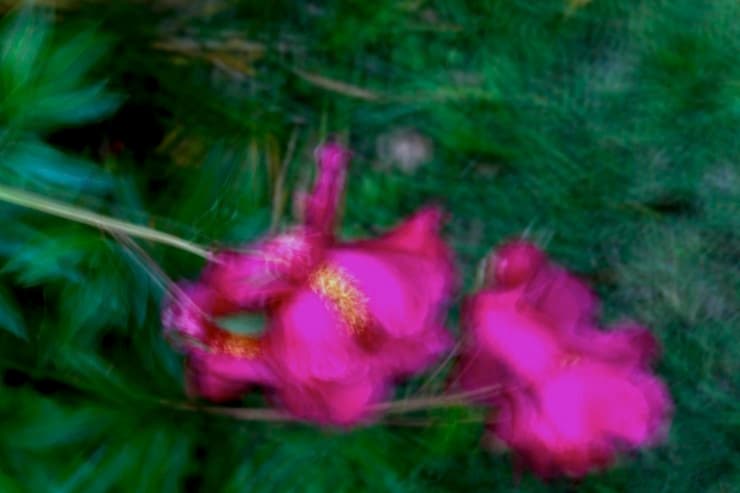 천명주. 30*40cm. Digital pigment printing. 2013