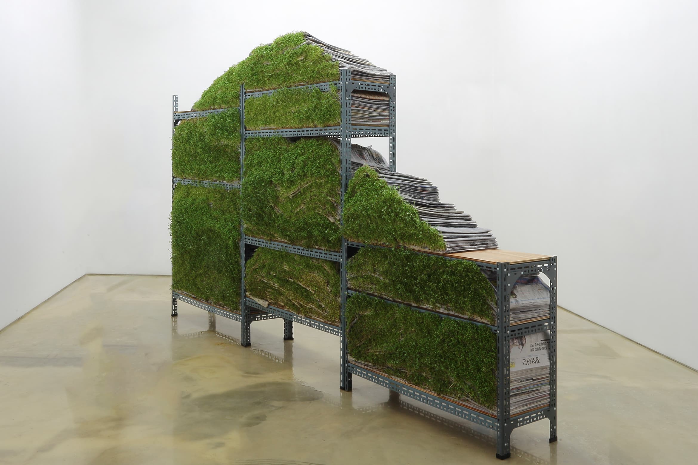 김주연, Metamorphosis VI, 가변크기, 앵글선반, 신문 약 4500부, 씨앗, 2018.