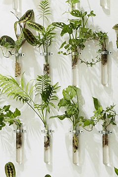 슬로우파마씨 Slow Pharmacy, Plant Specimen-1, 2017, 식물, 시험관, 가변설치