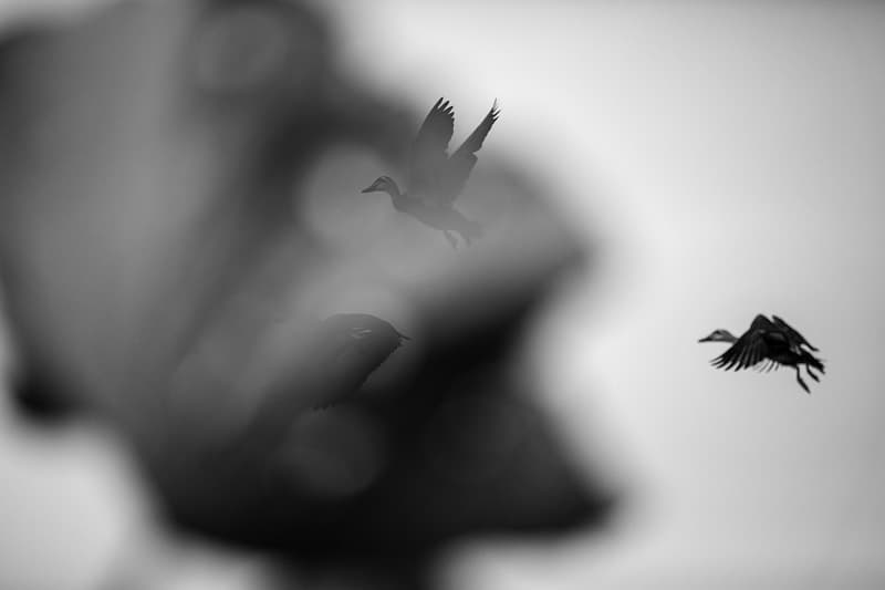 Lotus No.240, Archival Pigment Print, 2017