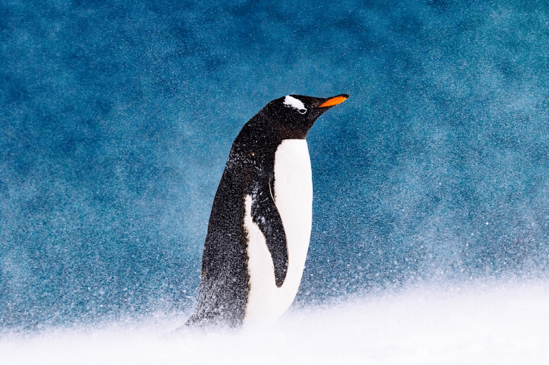 K. Chae, Antarctica, 2017. 55x36 inch. digital pigment print. 1/20