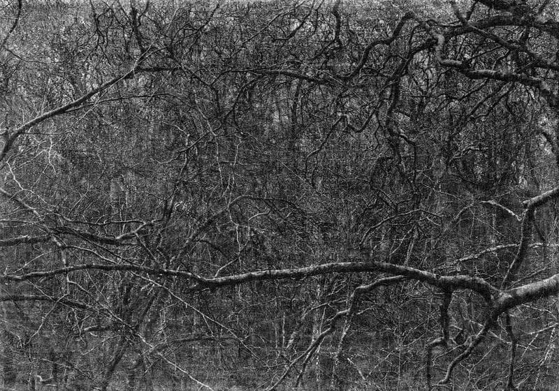 Jungjin Lee. Voice 15, 2019 (Ed. 1/7 + 3AP), Archival Pigment Print(Inkjet print), 108.5 x 153 cm(paper size). Courtesy of the artist & PKM Gallery.