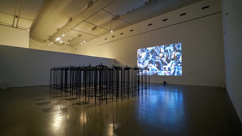Appassionata #3 Maitemindu 아파셔나타 #3 마이테민두(사랑고통) 단채널, 컬러, 사운드, 21‘43“, 2018~2019