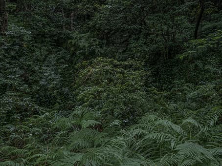 The forest-04, Pigment ink on fine art paper, 2015