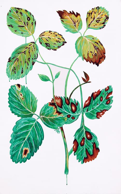 김이박_탄저병 걸린 딸기_Acrylic on canvas_80x50cm_2015