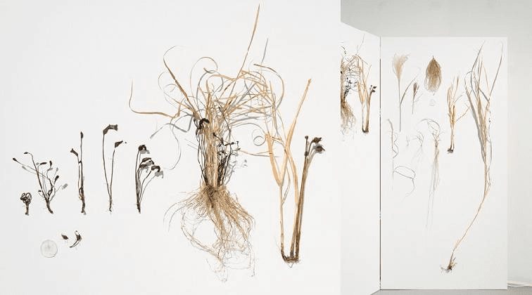 이소요, 〈서울에 풀려나다 - 야고(野菰), 버섯 같은 것〉, 2021, 식물 보존물, 단채널 비디오, 가변크기. 사진: 김익현.